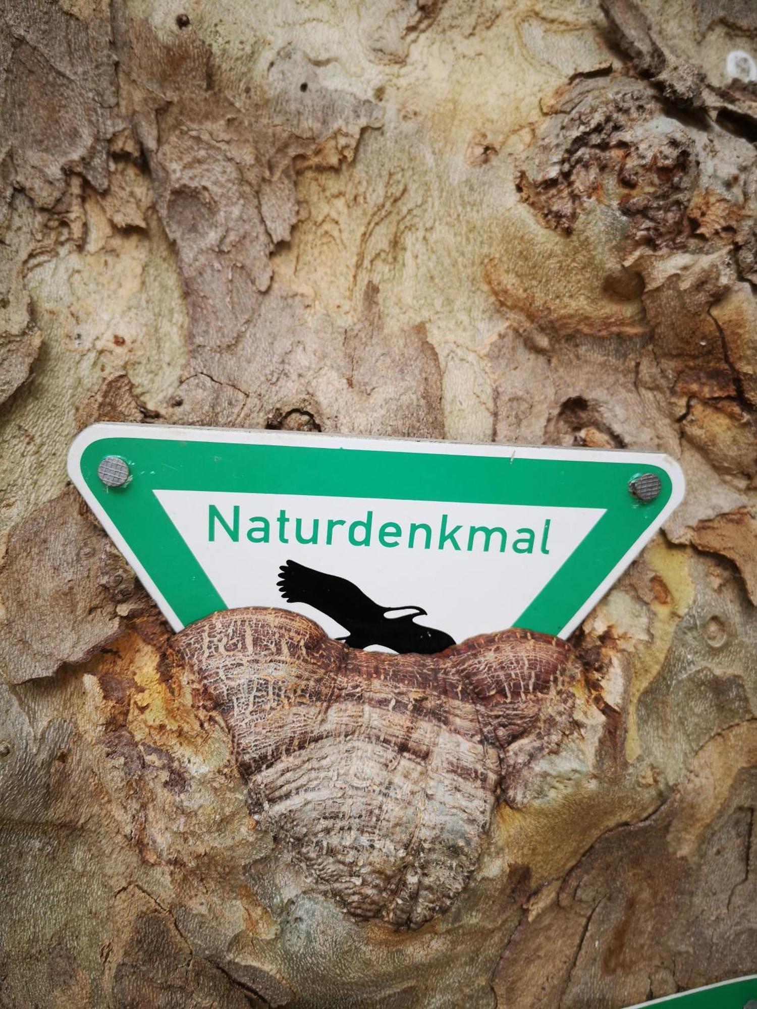 Ferienwohnung In Waldrandlage In Nationalpark Schleiden / Eifel ภายนอก รูปภาพ