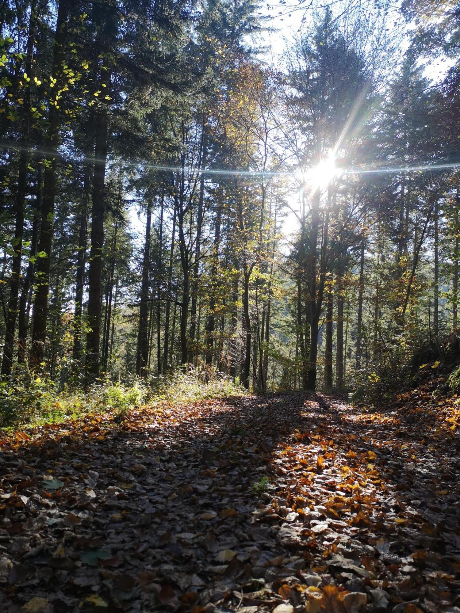 Ferienwohnung In Waldrandlage In Nationalpark Schleiden / Eifel ภายนอก รูปภาพ